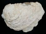 Huge Crystal Filled Fossil Clam - Rucks Pit, FL #5534-1